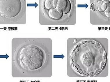 成都市妇女儿童中心医院做三代试管婴儿成功率高不高？什么因素可以影响到试管成功率